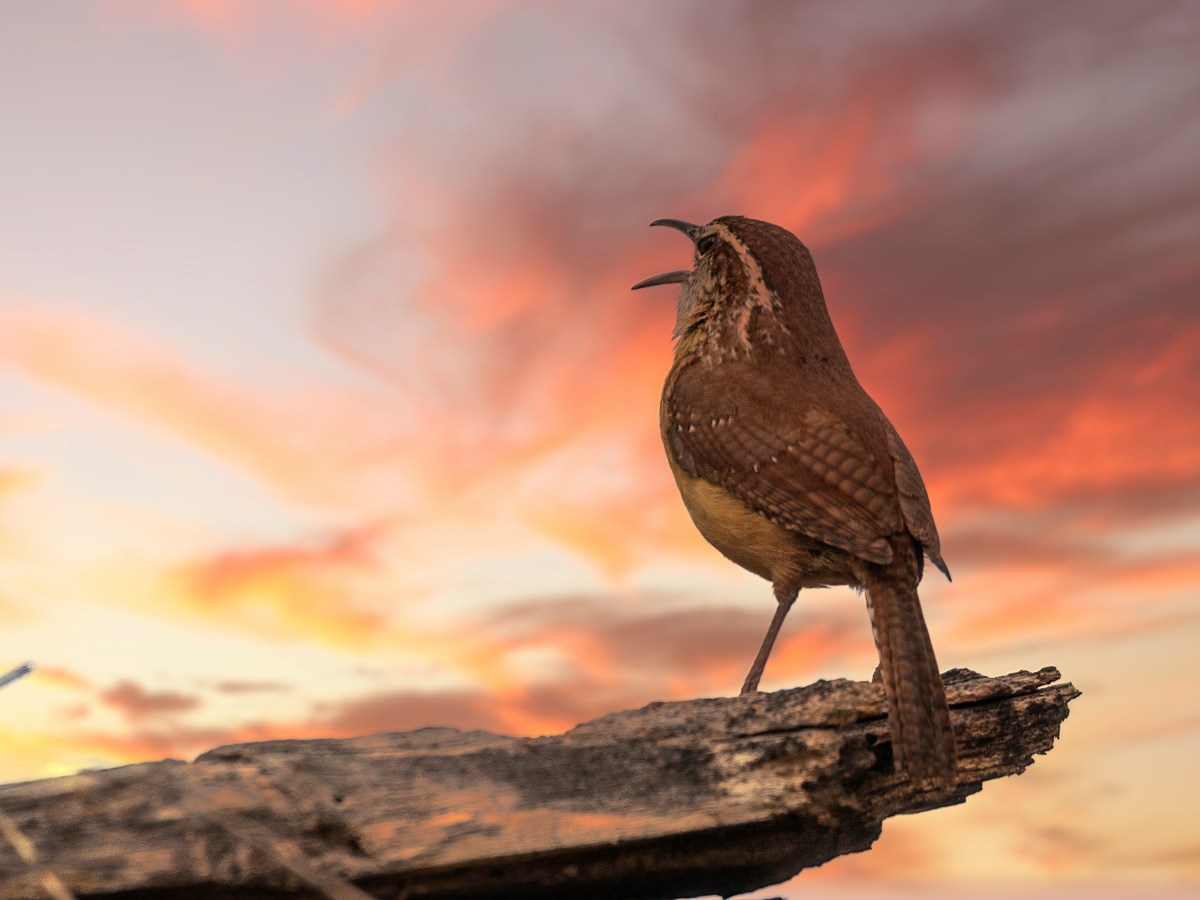 Per què parlar bé ja no és&nbsp;prestigiós?